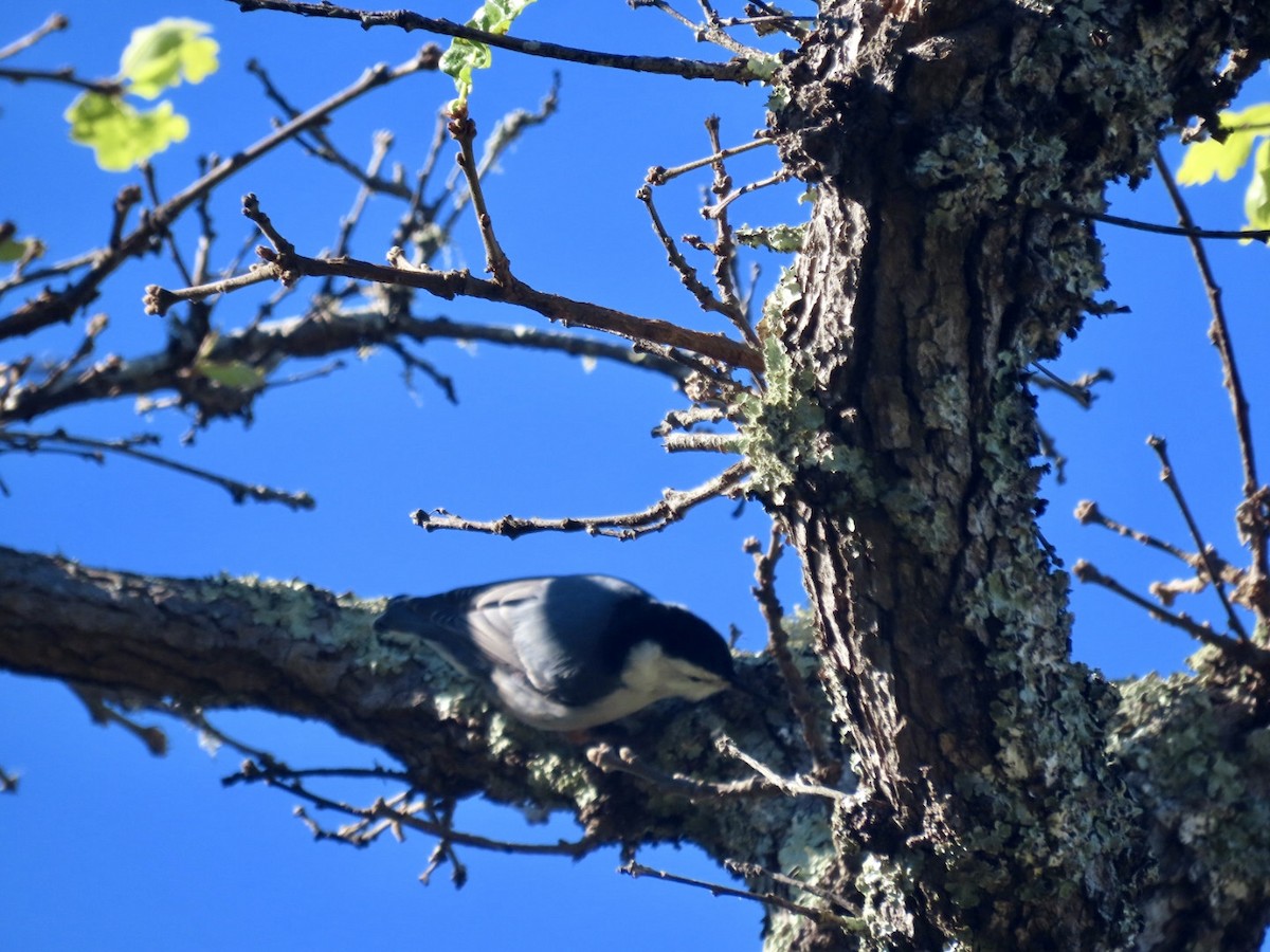 Sittelle à poitrine blanche (aculeata/alexandrae) - ML647741770