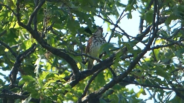 Wood Thrush - ML647741772