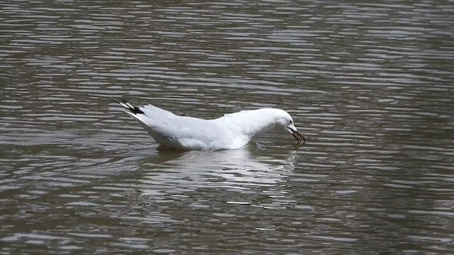 Silver Gull - ML647741824