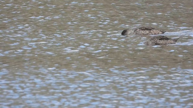 Gray Teal - ML647741832