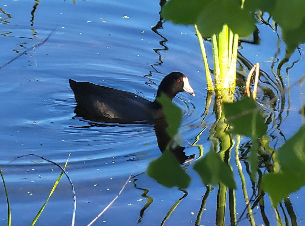 Foulque d'Amérique - ML647741852