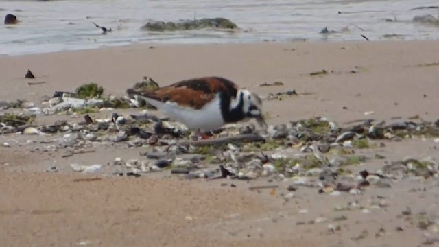 Ruddy Turnstone - ML647741855