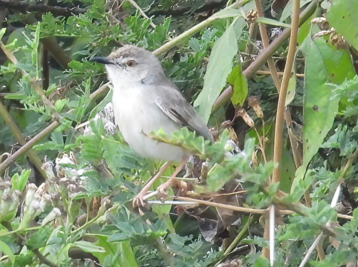 Prinia Sencilla - ML647741858
