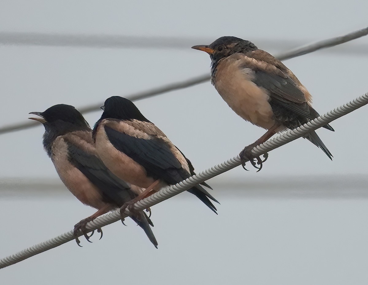 Rosy Starling - ML647741883