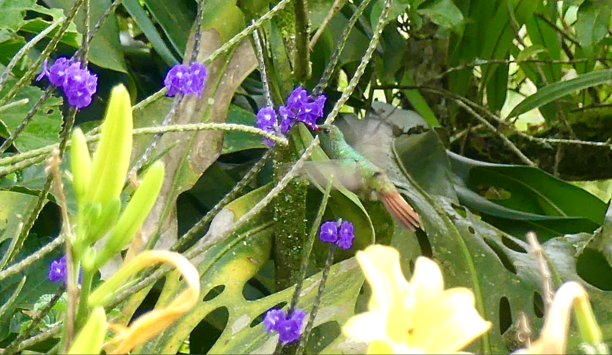 Ariane à ventre gris - ML647741901