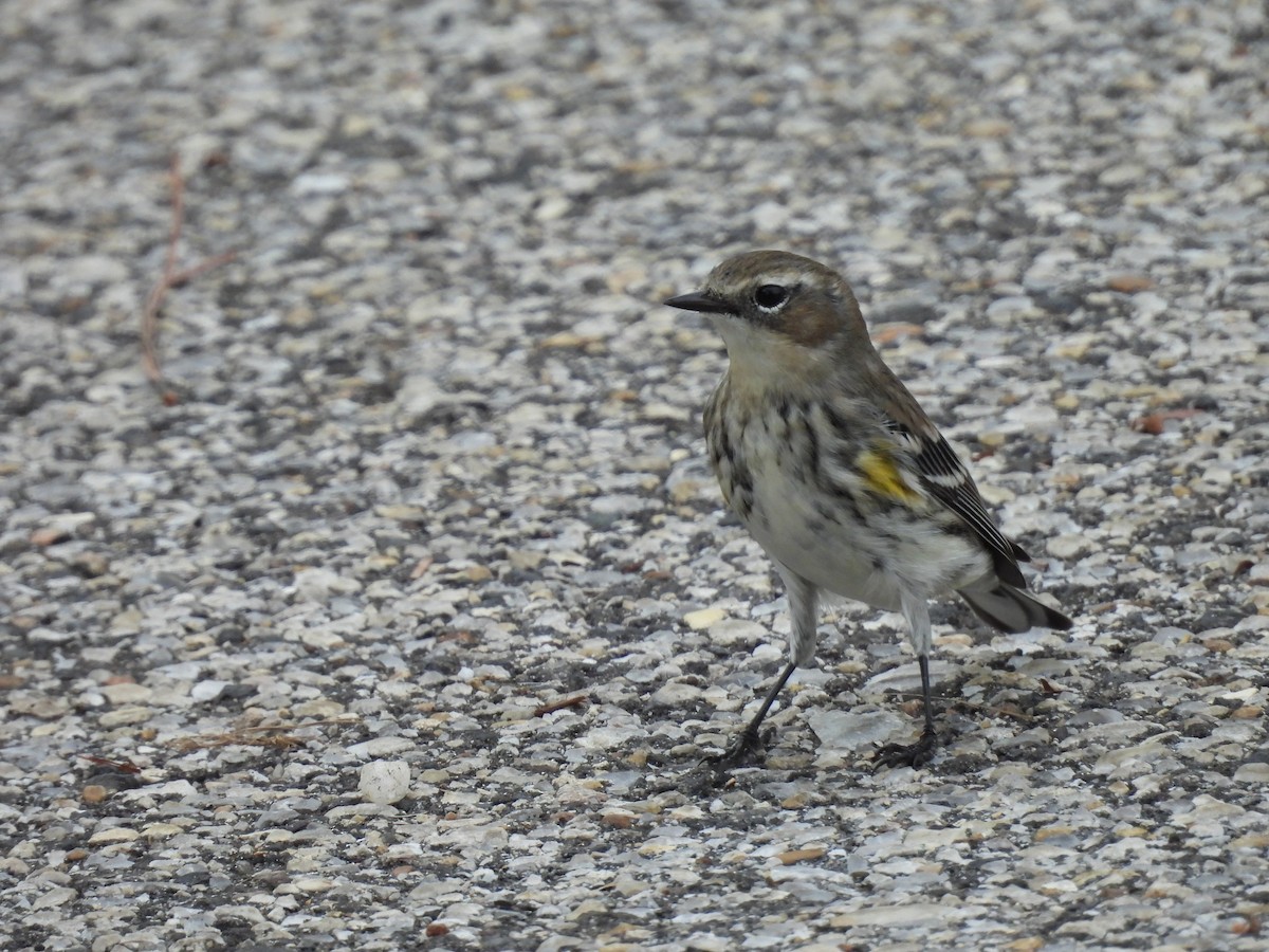 Paruline à croupion jaune - ML647741910