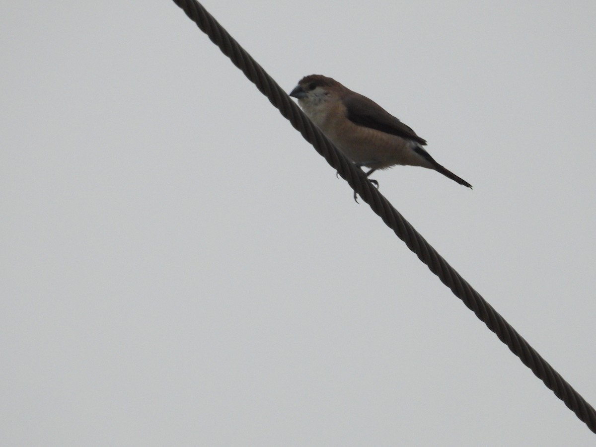 Capucin bec-de-plomb - ML647741912