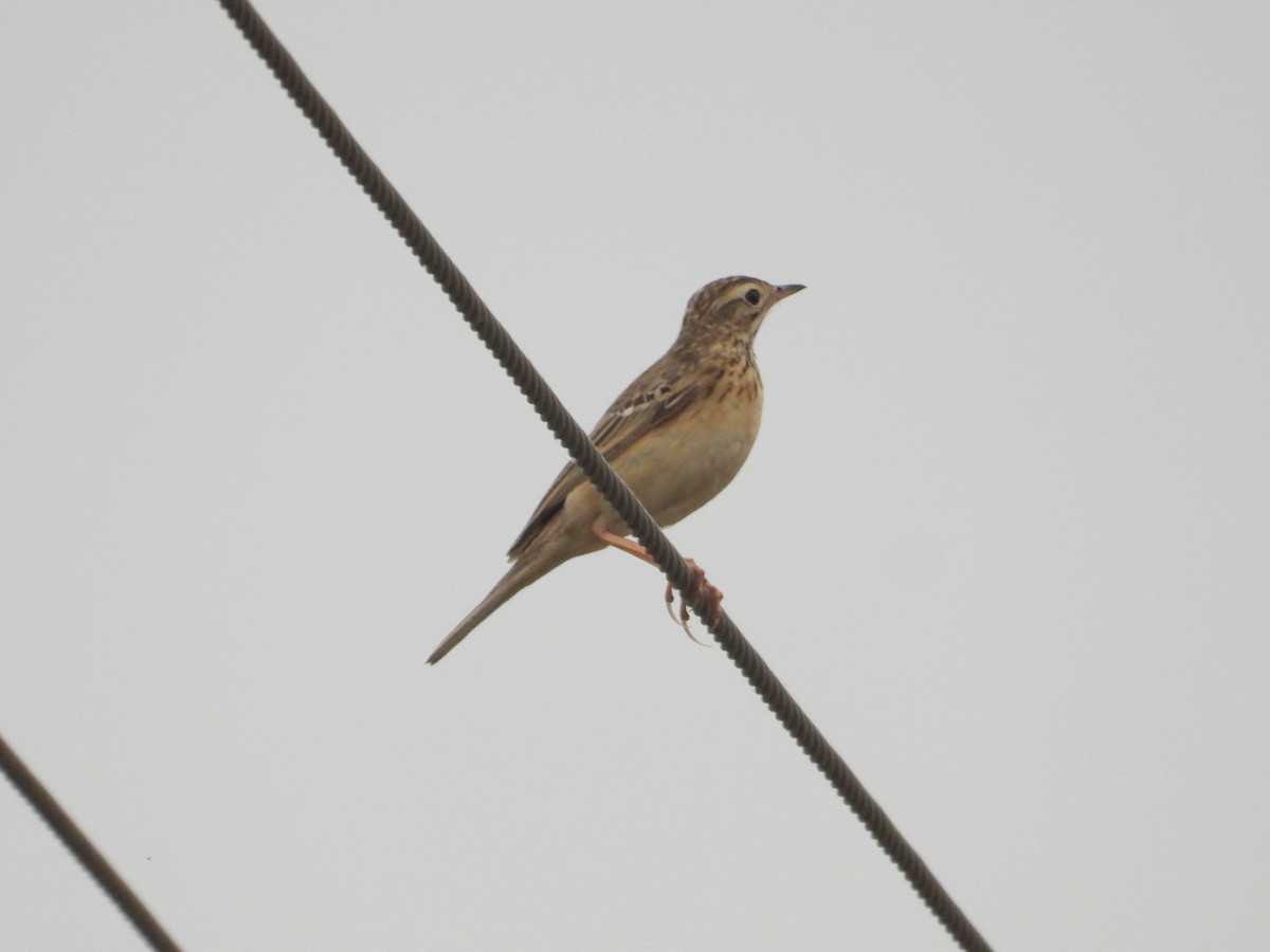 Pipit rousset - ML647741913