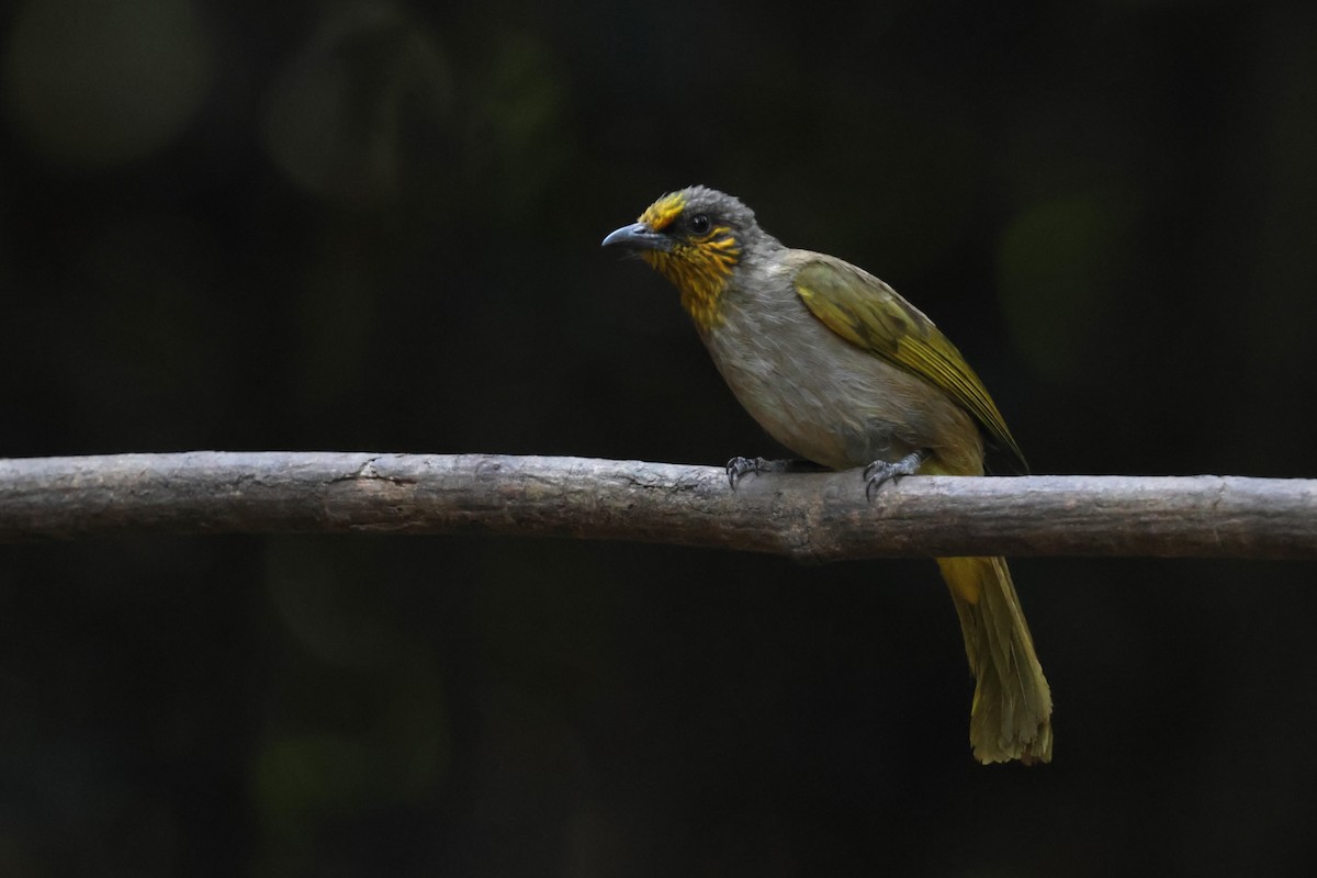 Bulbul de Finlayson - ML647741914