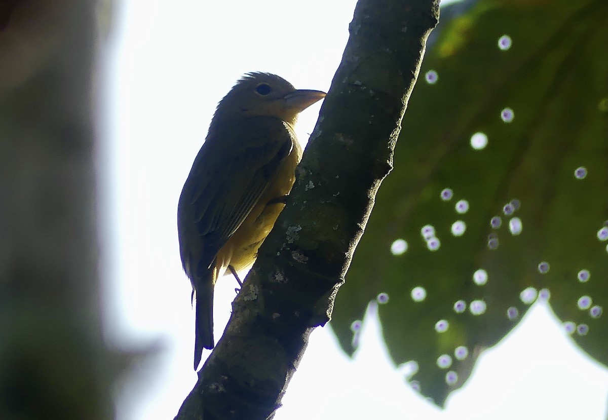 Piranga vermillon - ML647741916