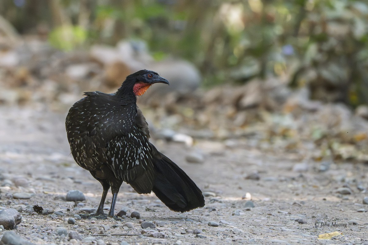 Pénélope des yungas - ML647741917