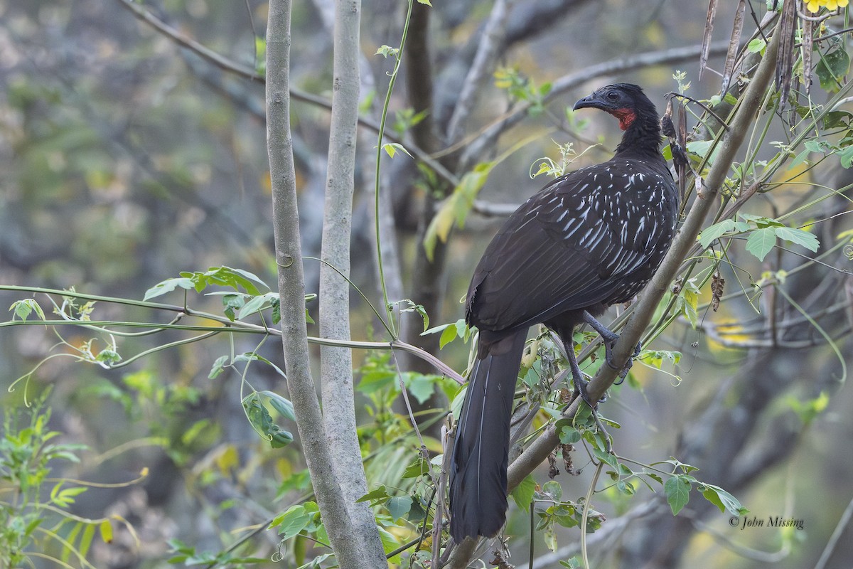 Pénélope des yungas - ML647741918