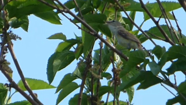 Viréo de Bell - ML647741919