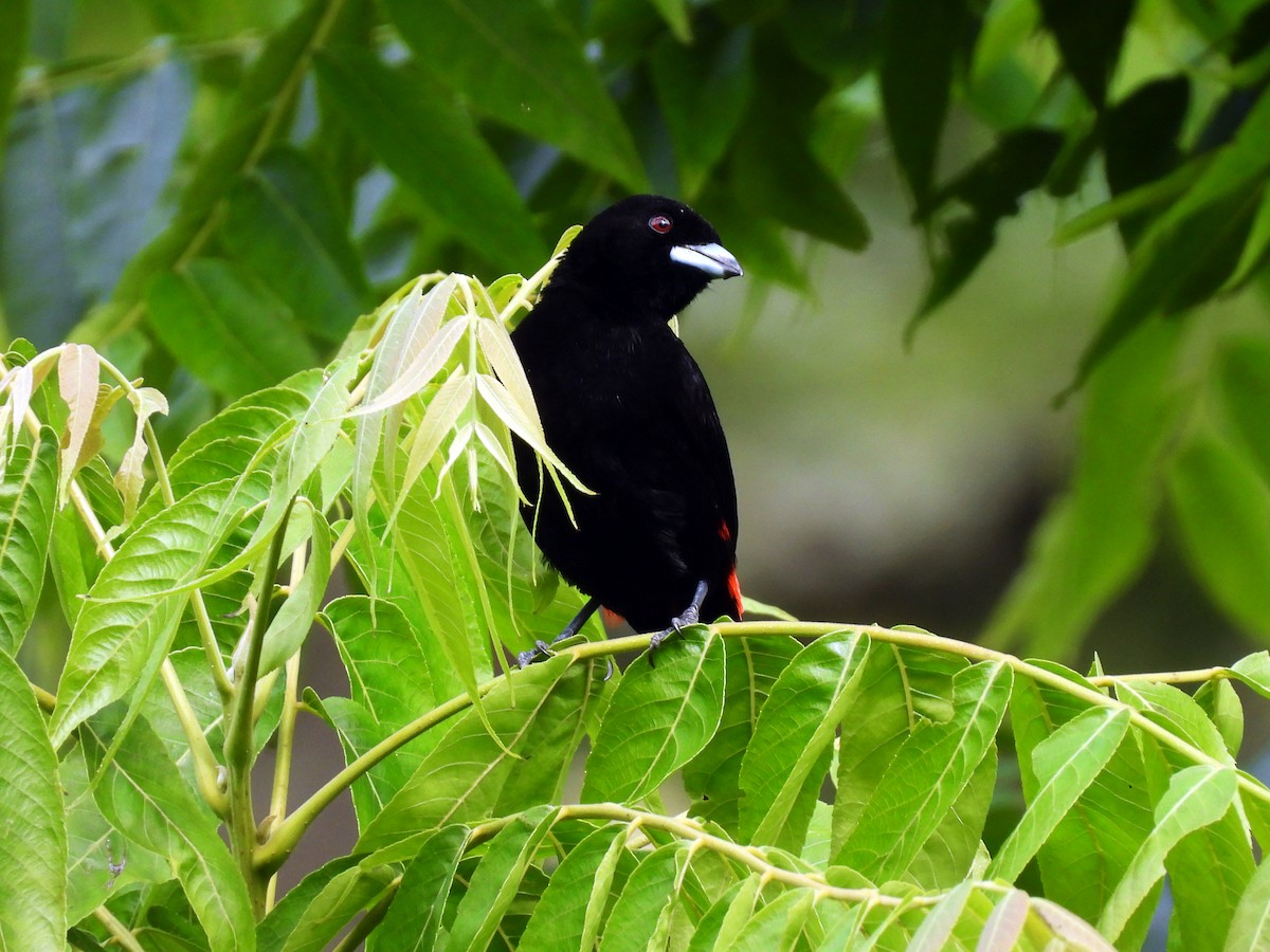 Tangara à croupion rouge - ML647741920