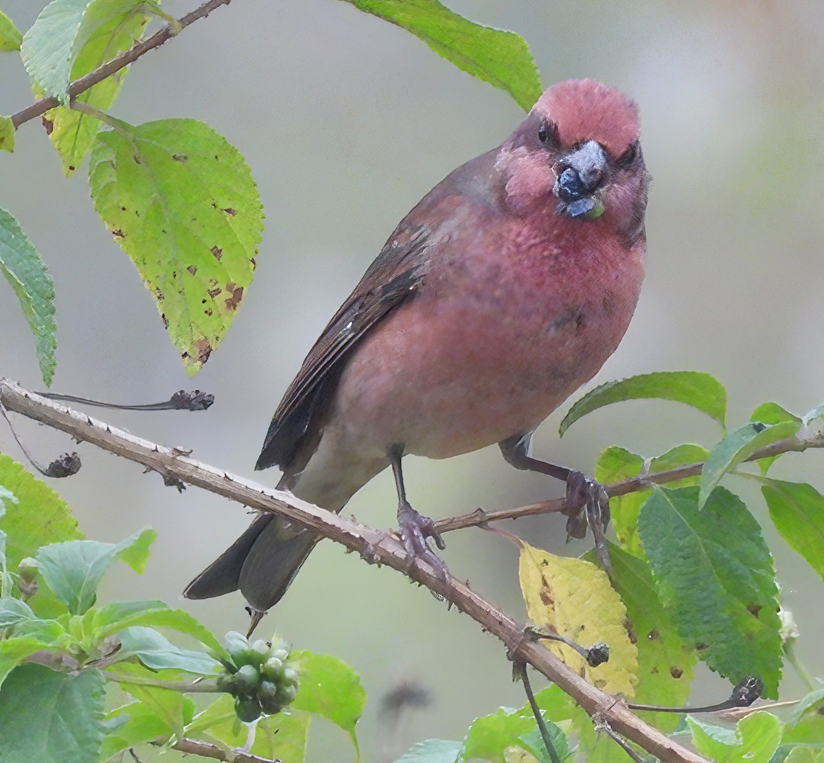 Roselin cramoisi - ML647741931