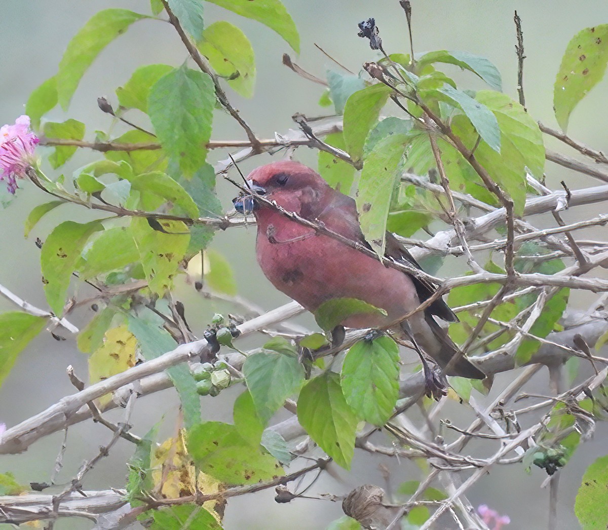 Roselin cramoisi - ML647741932