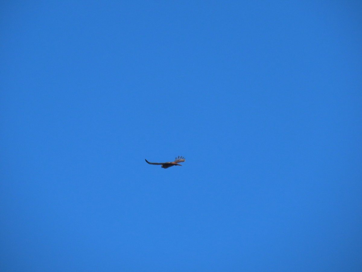 Buse à queue rousse - ML647741933