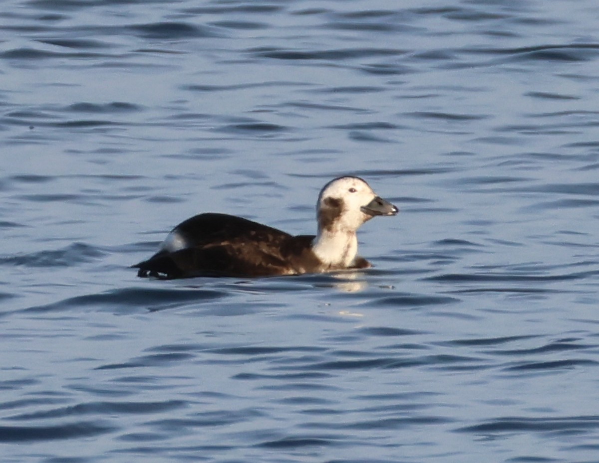 Harelde kakawi - ML647741934