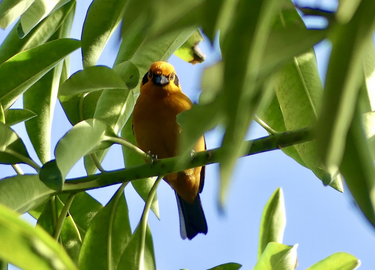 Calliste doré - ML647741935