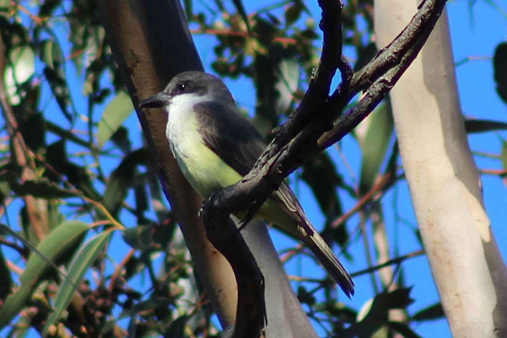 Tyran à bec épais - ML647741936