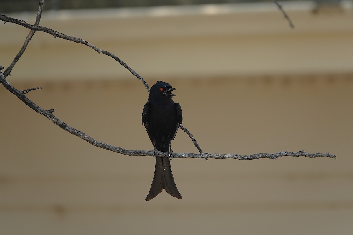 Drongo brillant - ML647741937