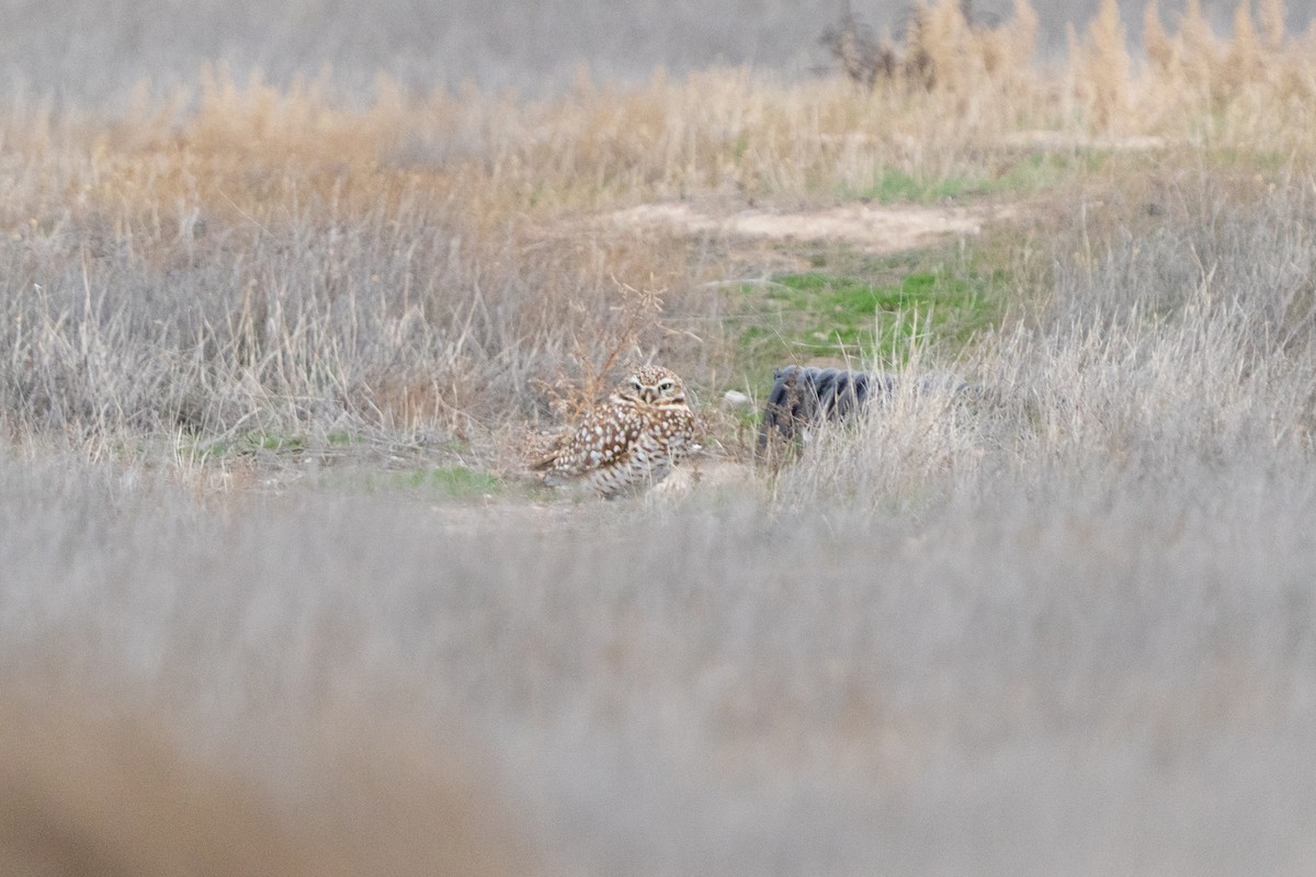 Chevêche des terriers - ML647741939