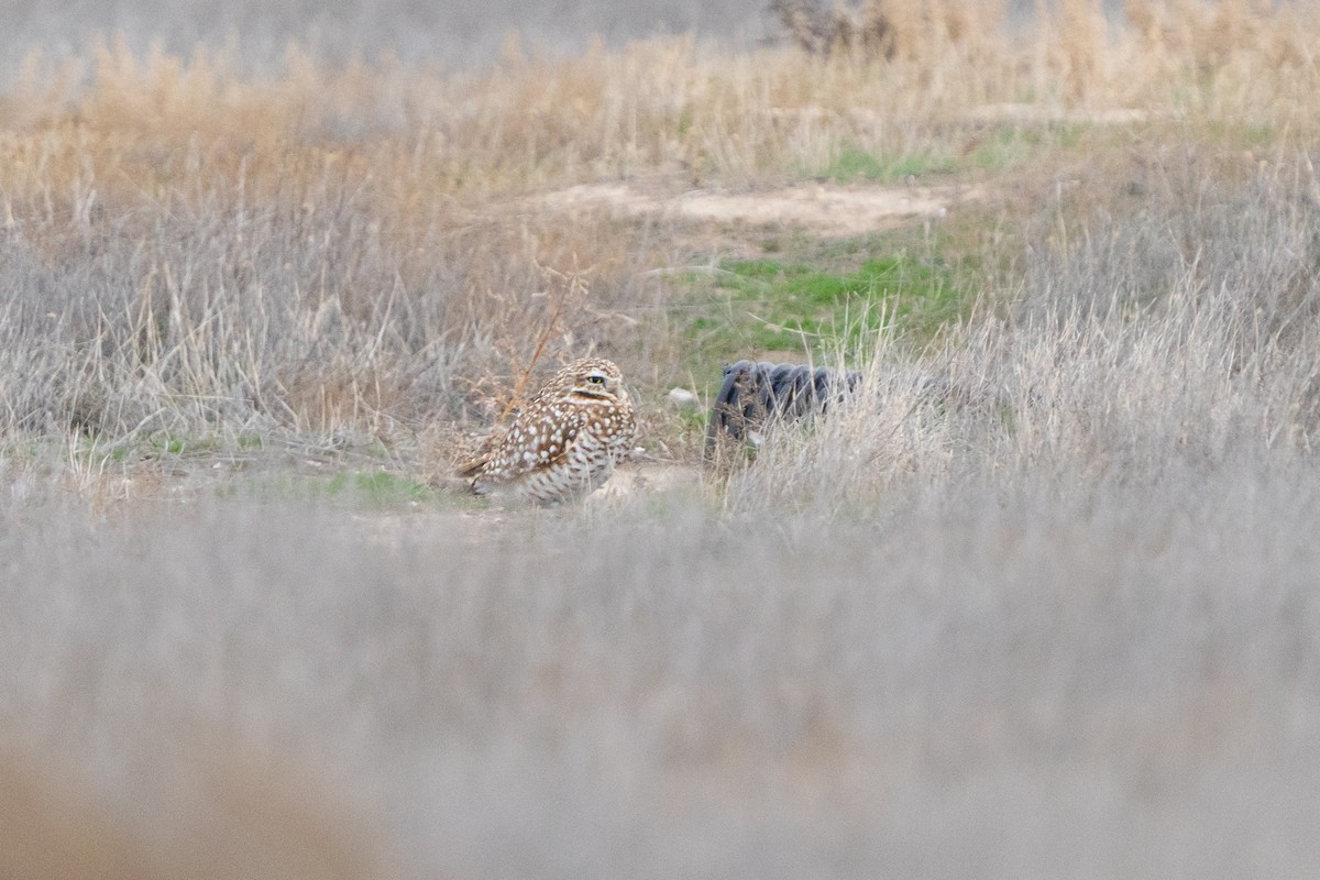 Chevêche des terriers - ML647741940