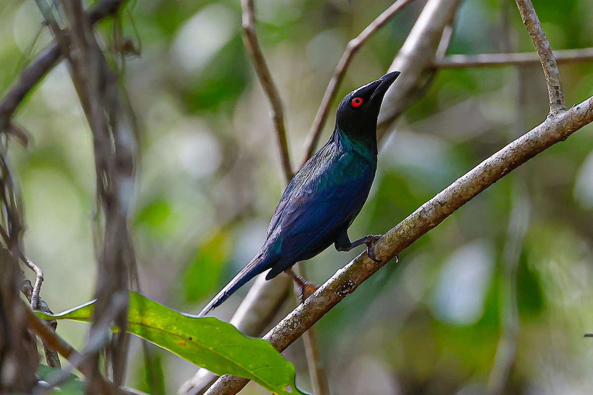 Stourne luisant - ML647741941