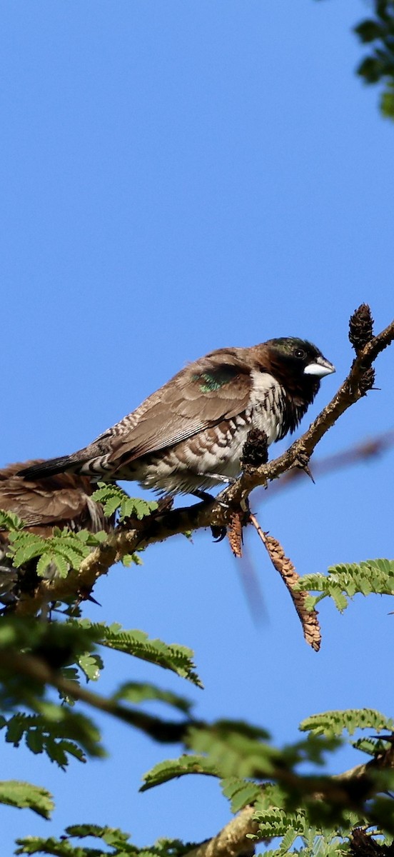 Capucin nonnette - ML647741942