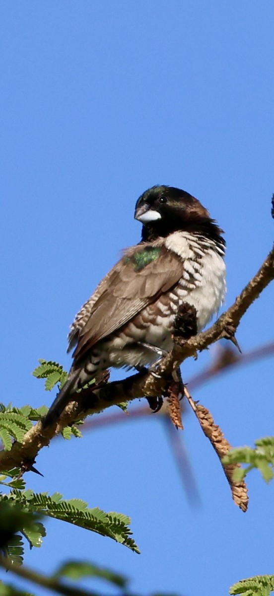 Capucin nonnette - ML647741944