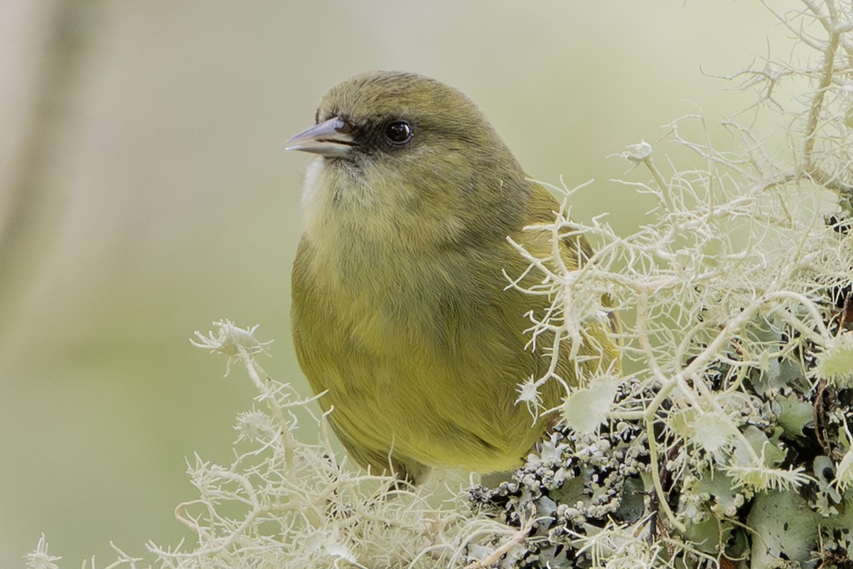 Loxopse mana - ML647741945