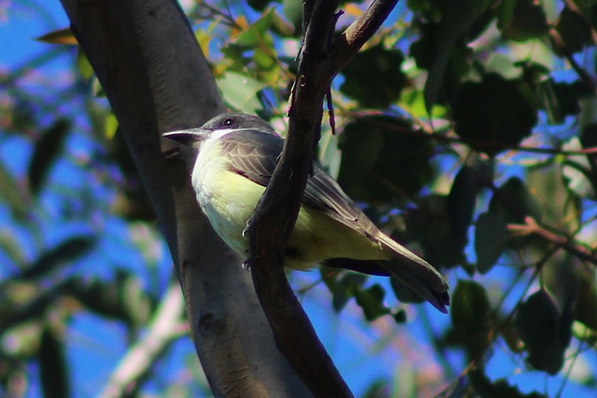 Tyran à bec épais - ML647741946