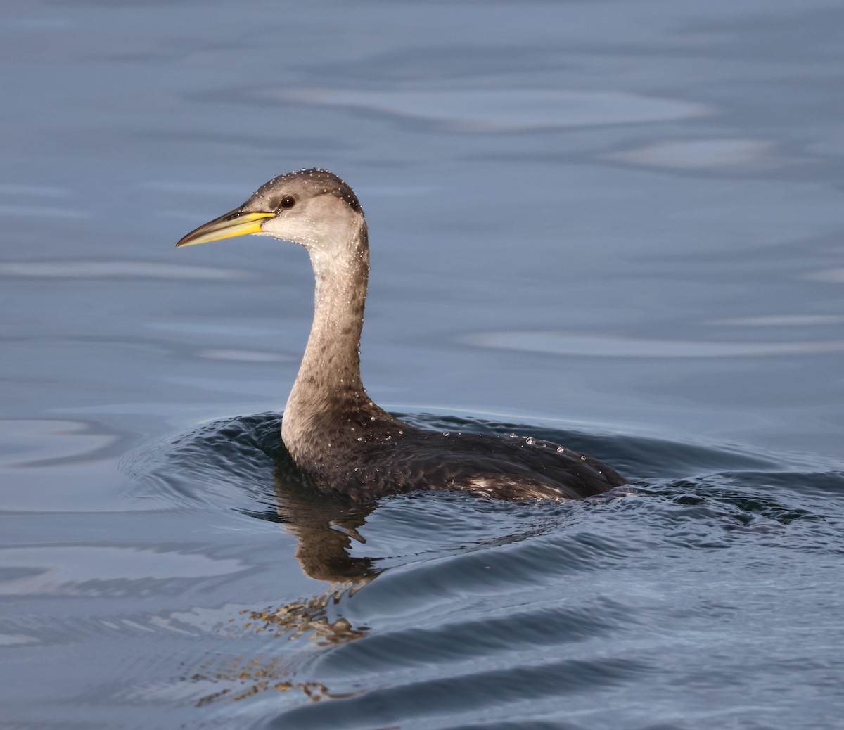 Red-necked Grebe - ML647741965