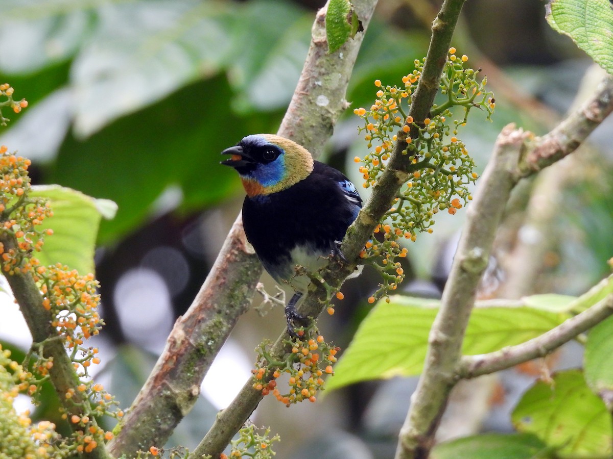 Goldscheiteltangare - ML647741972