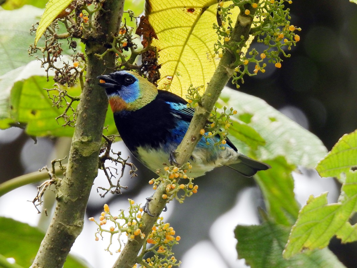 Goldscheiteltangare - ML647741976