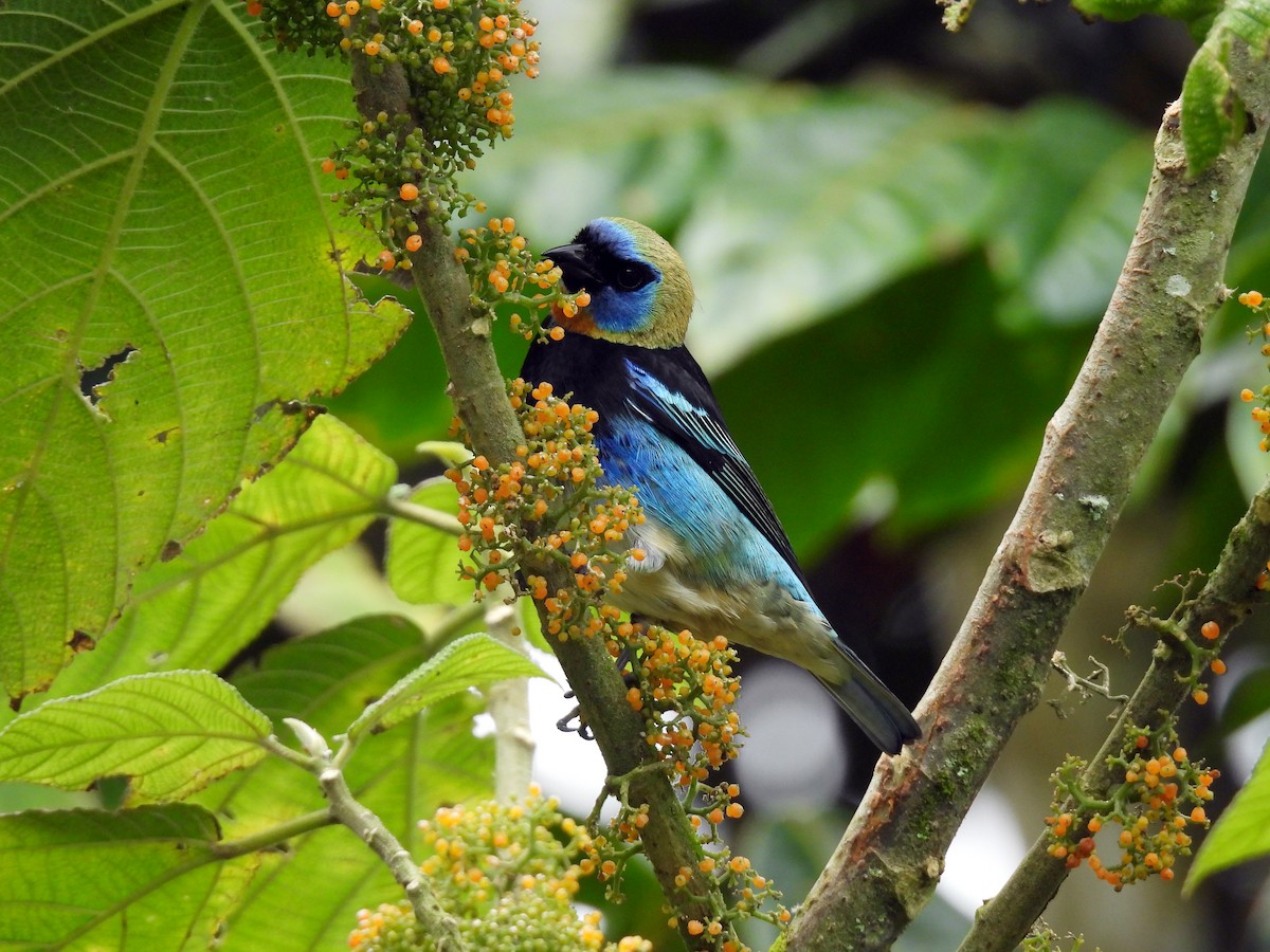 Goldscheiteltangare - ML647741977