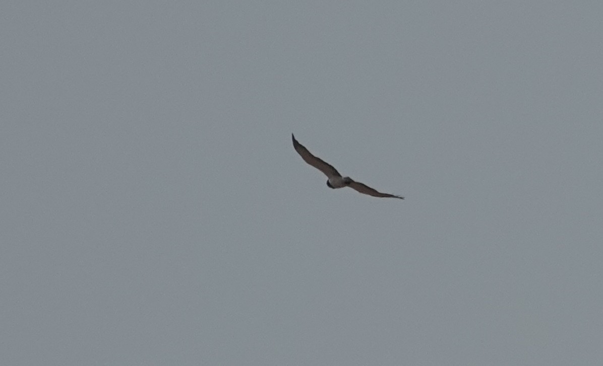 Black-chested Snake-Eagle - ML647741994