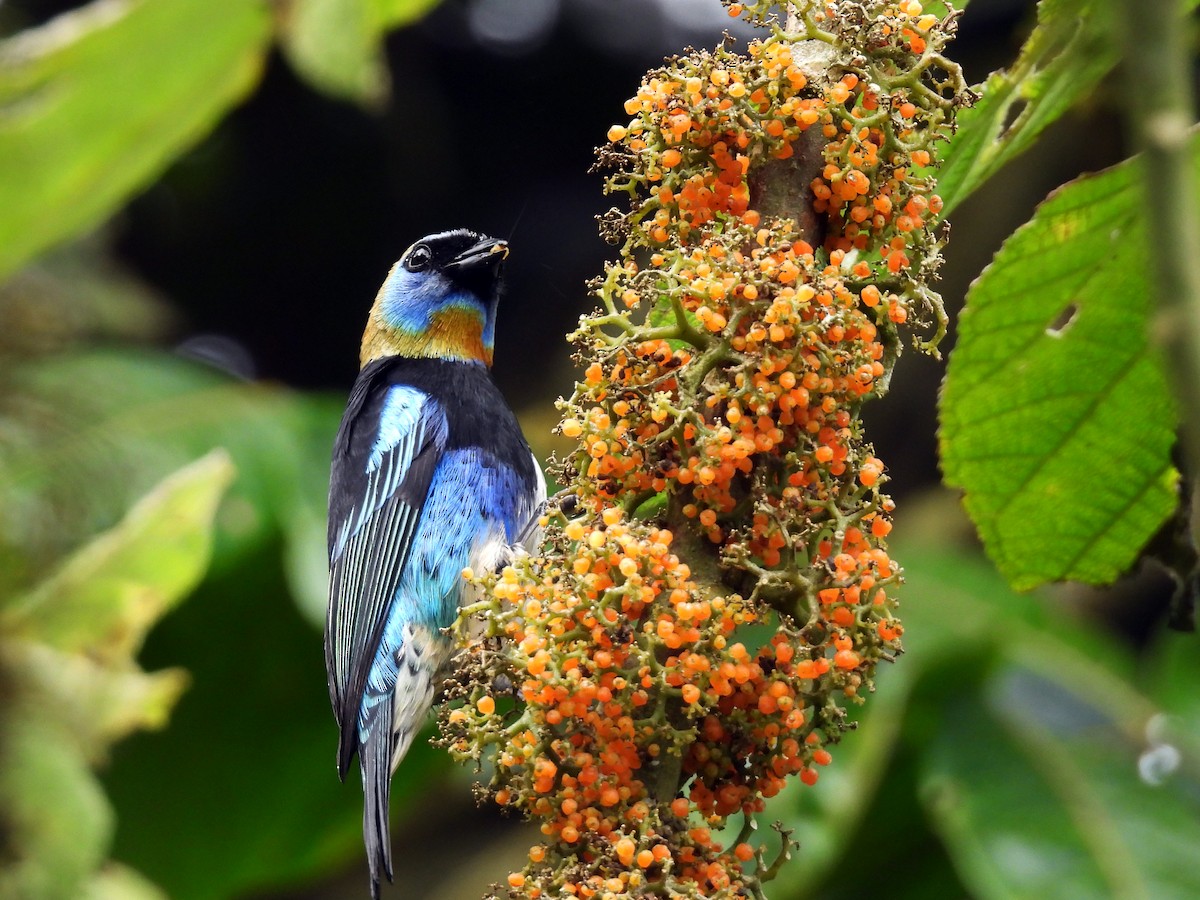 Goldscheiteltangare - ML647741995