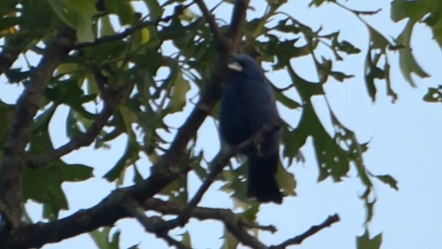 Blue Grosbeak - ML647741999