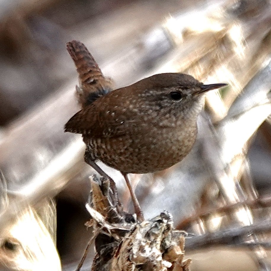 Winter Wren - ML647742000