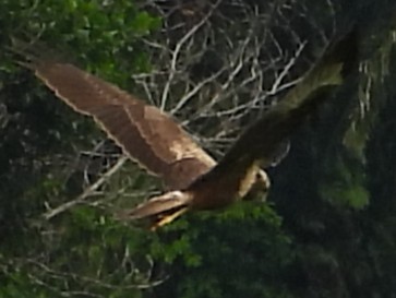 Eastern Marsh Harrier - ML647742001