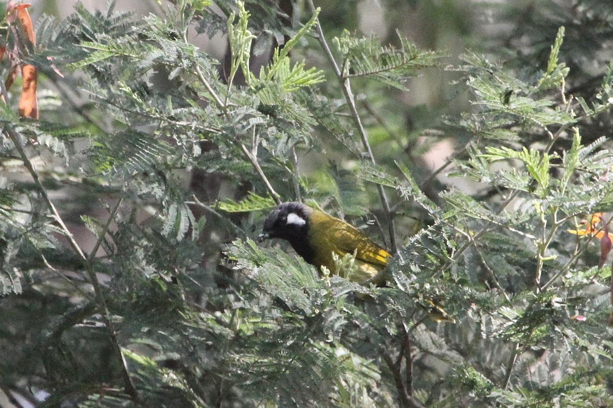 Méliphage leucotique - ML647742006