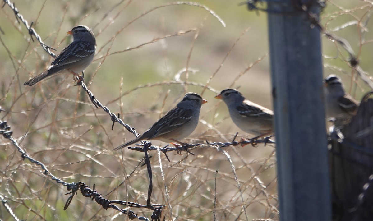 White-crowned Sparrow - ML647742043
