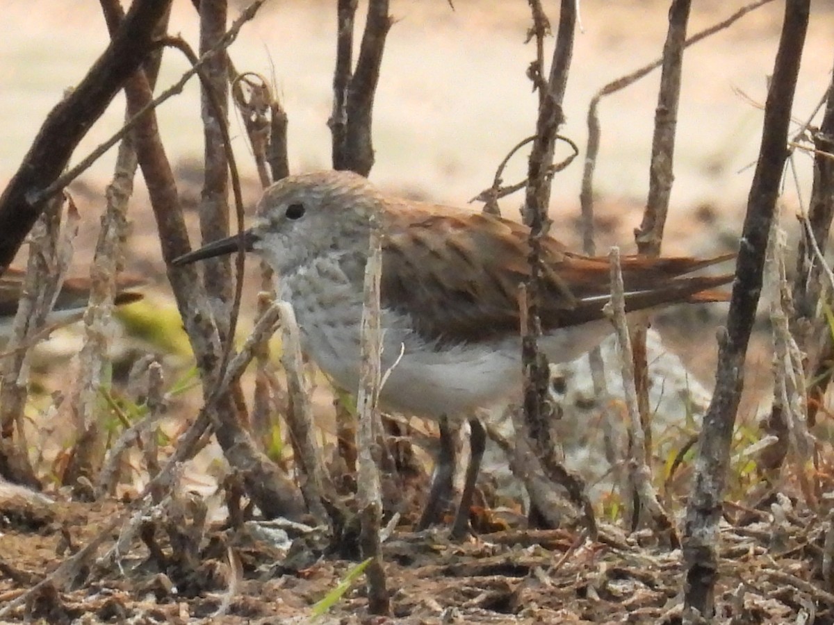 White-rumped Sandpiper - ML647742044