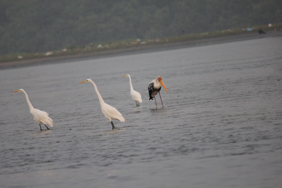 Alaca Leylek - ML647742057