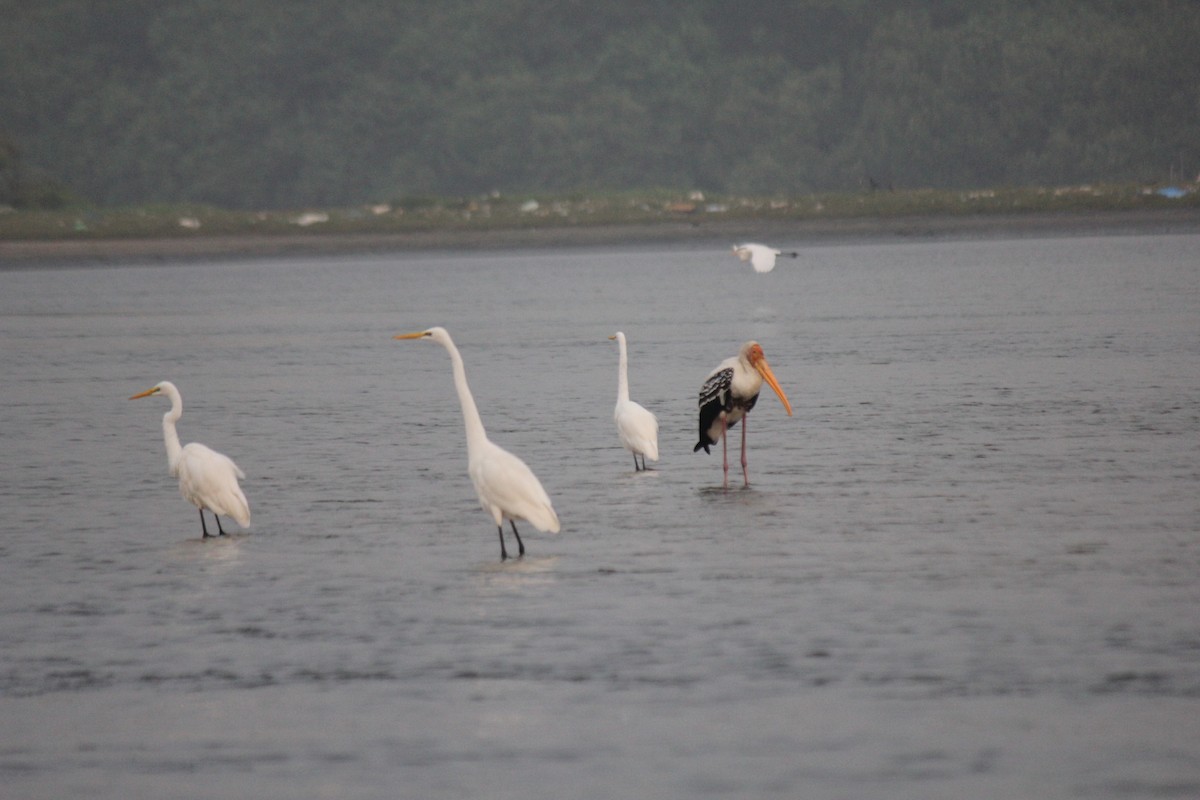 Alaca Leylek - ML647742064