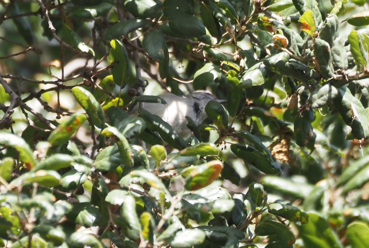 Meşe Baştankarası - ML647742074