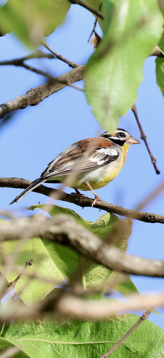 Altın Karınlı Çinte - ML647742078