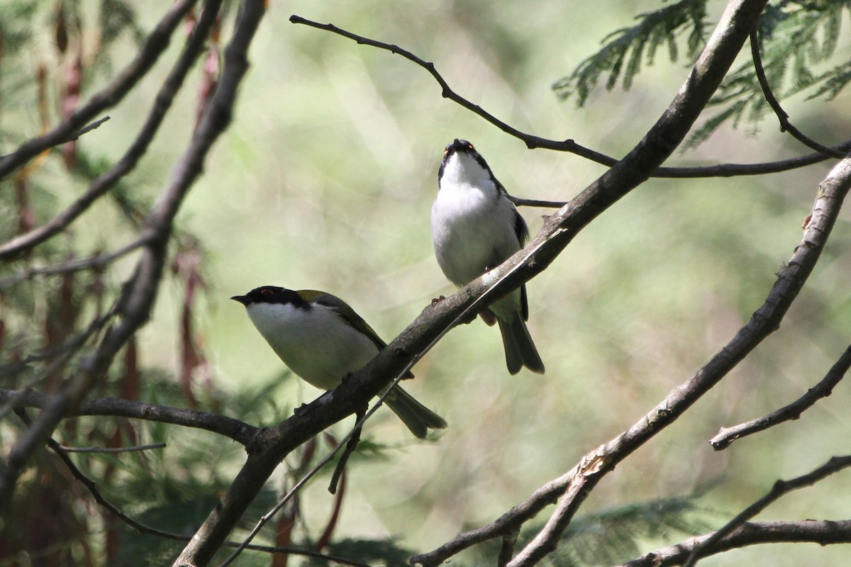 Hilal Enseli Balkuşu - ML647742080