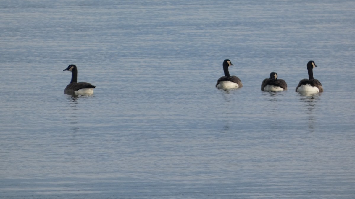 Kanada Kazı - ML647742081